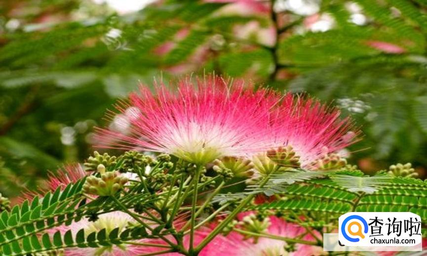 合欢树的养殖方法有哪些