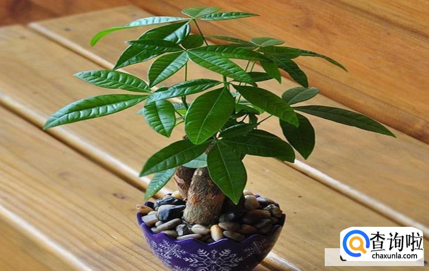 送好友花什么花最合适呢