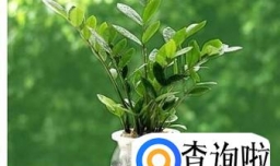 金钱树如何繁殖