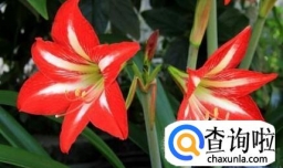 对兰的养殖方法和注意事项