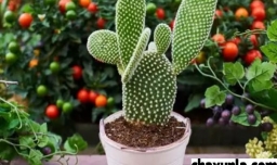 仙人掌的养殖方式
