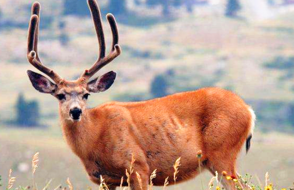 四不像是什么动物