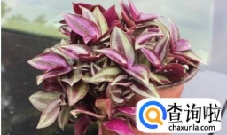 紫吊兰养殖方法