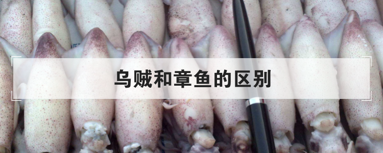 乌贼和章鱼的区别