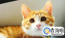 如何读懂猫的叫声语言