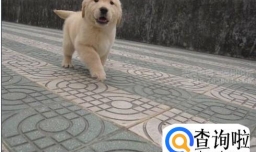 三个月大的金毛教育要跟上！