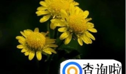 千头菊的养殖方法