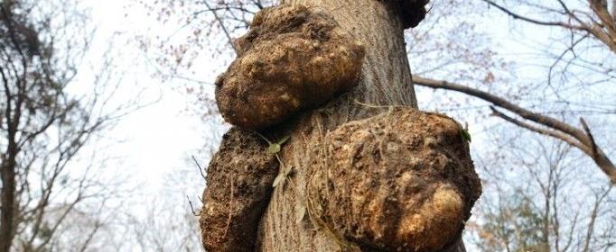 植物为什么会长肿瘤