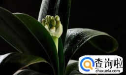 如何让君子兰快速开花