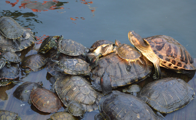乌龟冬天怎么养