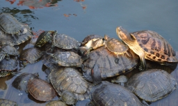 乌龟冬天怎么养