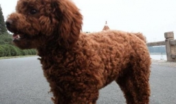 小泰迪发抖的原因和处理办法