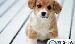 引起狗狗尿路感染的原因