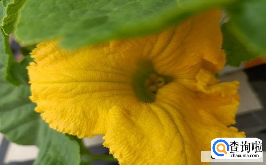 没有雄花授粉的雌花怎么处理好