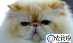 怎么除掉猫身上的跳蚤