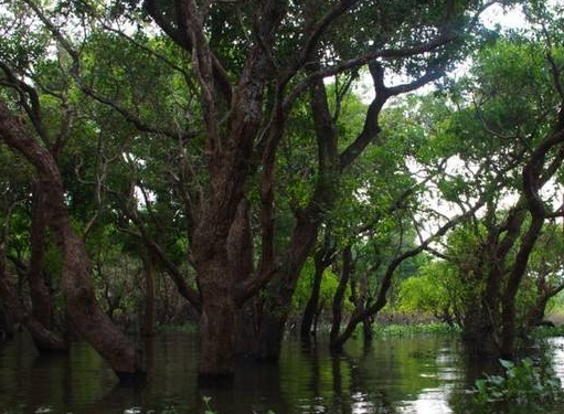 世界上最大的平原在哪个洲