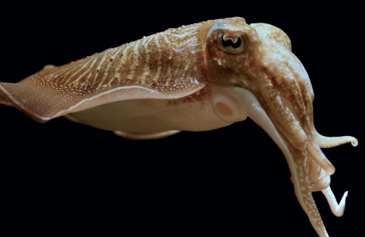 乌贼和章鱼的区别