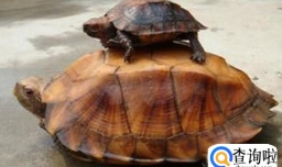 什么样的人不能养龟