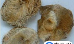 红花、麝香真的能打胎吗？