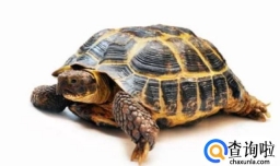 怎么区分乌龟的种类？