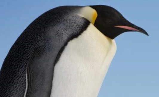 企鹅是哺乳动物吗