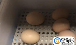 在家如何孵小鸡