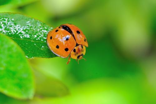 下雨了下雨了什么动物躲进了什么伞
