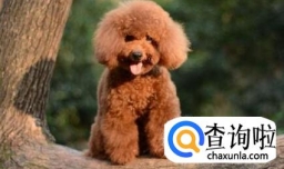 泰迪狗怀孕后吃什么对狗狗比较好？