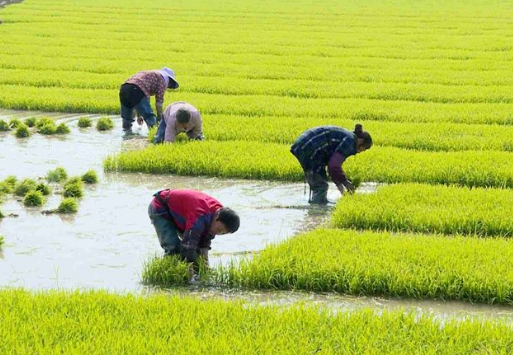 水稻种植的流程有哪些