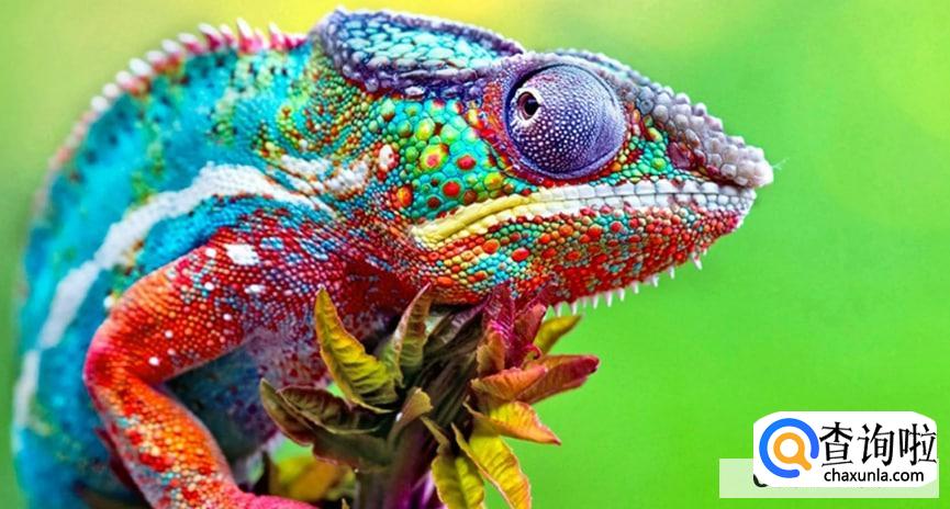 为什么变色龙会变色,变色有什么作用