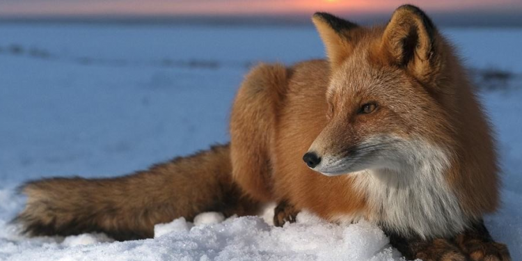 兔死狐悲的故事主要讲了什么