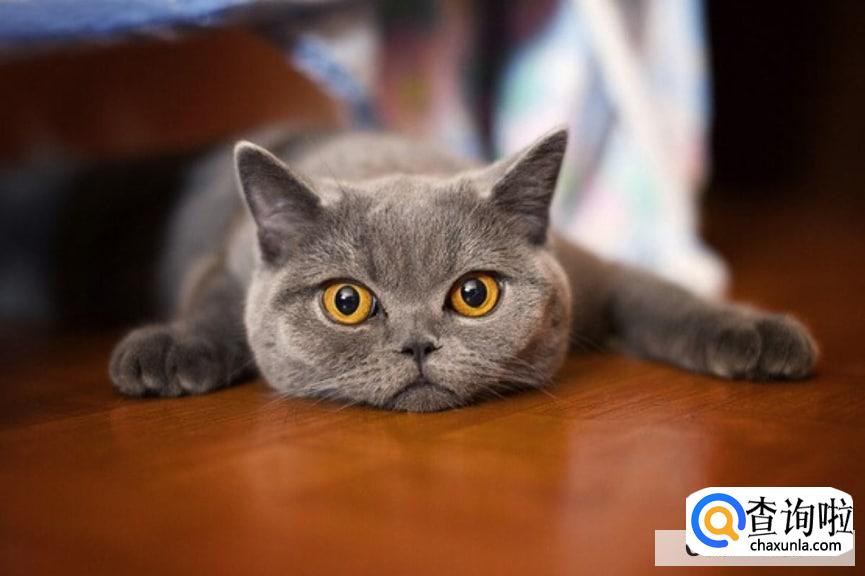 孕妇可以养猫吗