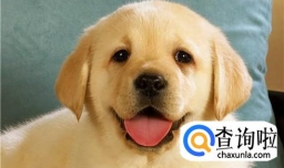 狗狗的生活习性介绍