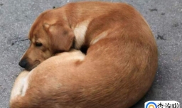 狗狗怕冷是真的吗