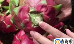 火龙果怎么挑选好