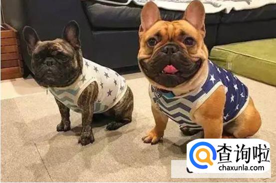 辨别法牛品相的方法有哪些