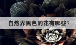 自然界黑色的花有哪些
