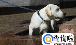 为什么春天要注意被小动物咬伤？