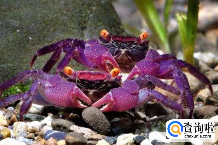 如何饲养宠物螃蟹?