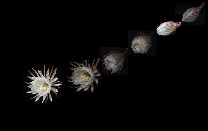 昙花为什么一现