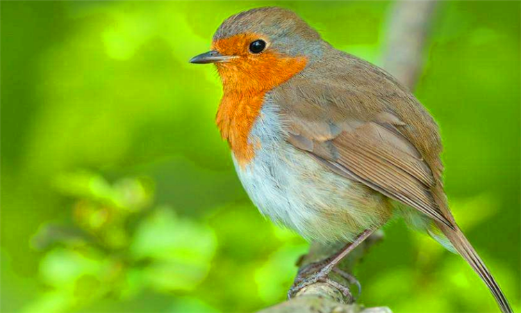 英国的国宝是什么动物