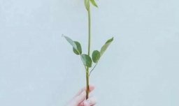 盘点八大最走心情人节礼物