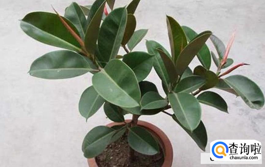 橡皮树怎么修剪更好看