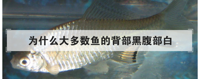 为什么大多数鱼的背部黑腹部白