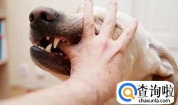 外出如何防止被狗咬伤？远离恶犬谨防被撕咬！