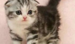 养什么猫比较好