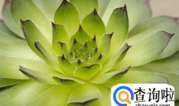 观音莲的养殖方法和注意事项