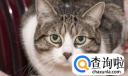 怎样才能了解猫咪的性格？