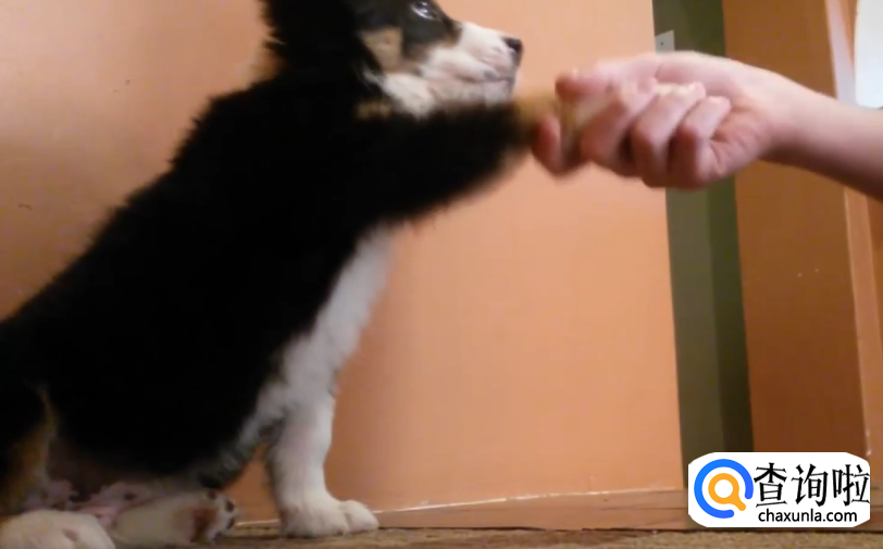 边境牧羊犬怎么训练