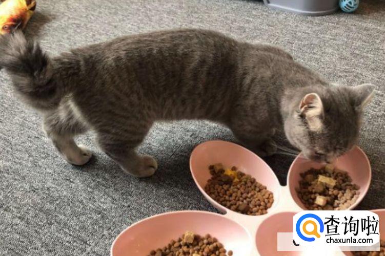 猫咪是否应该绝育？